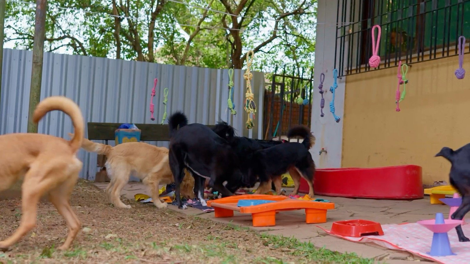 Cães explorando o pátio livremente no começo do dia na creche