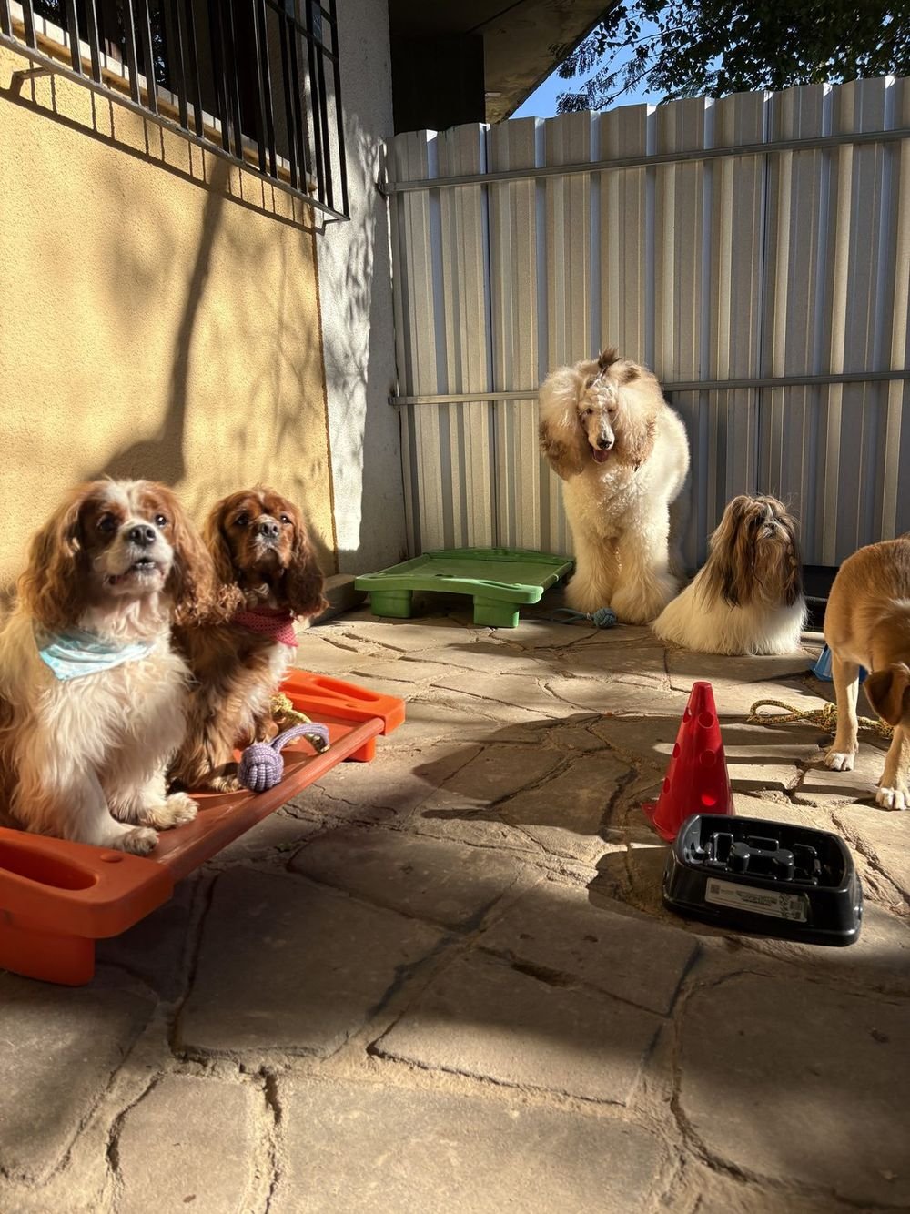 Cães relaxados na área externa da creche