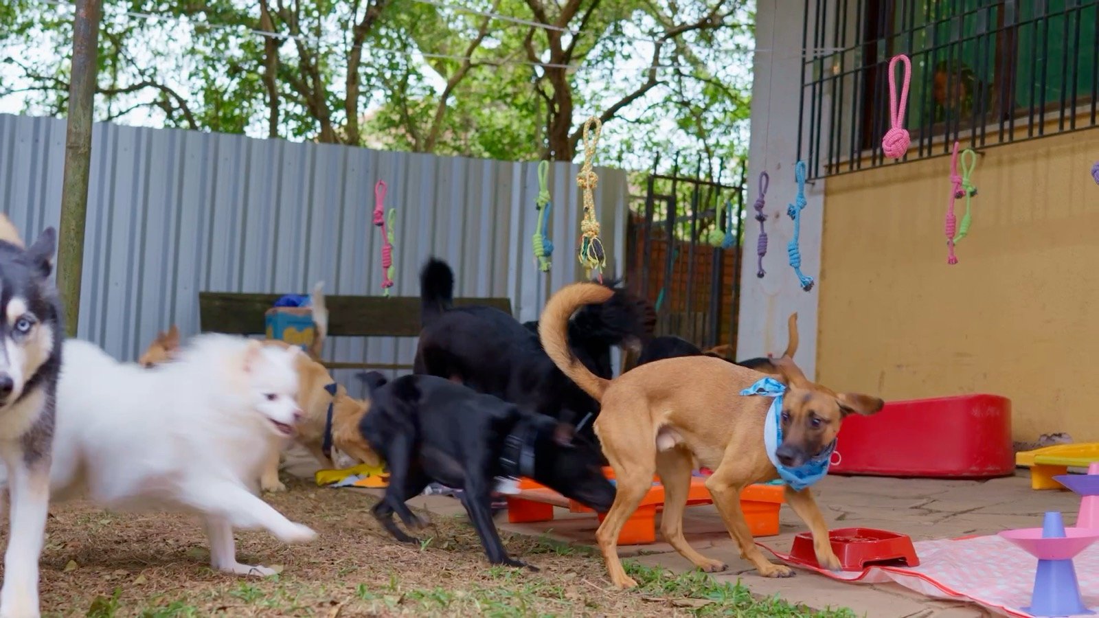 Turma de cães no pátio da creche