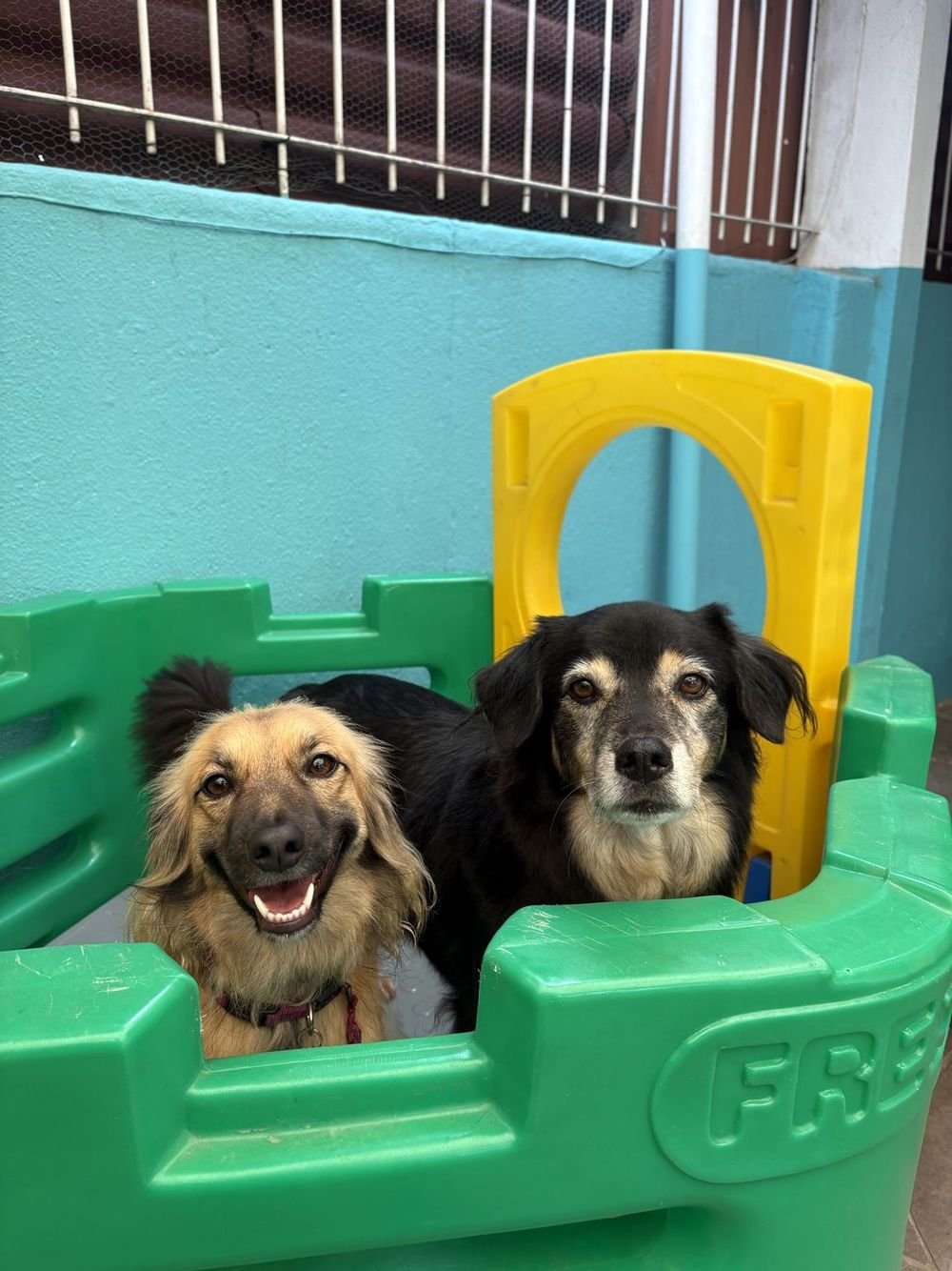 Cães convivendo e socializando na creche
