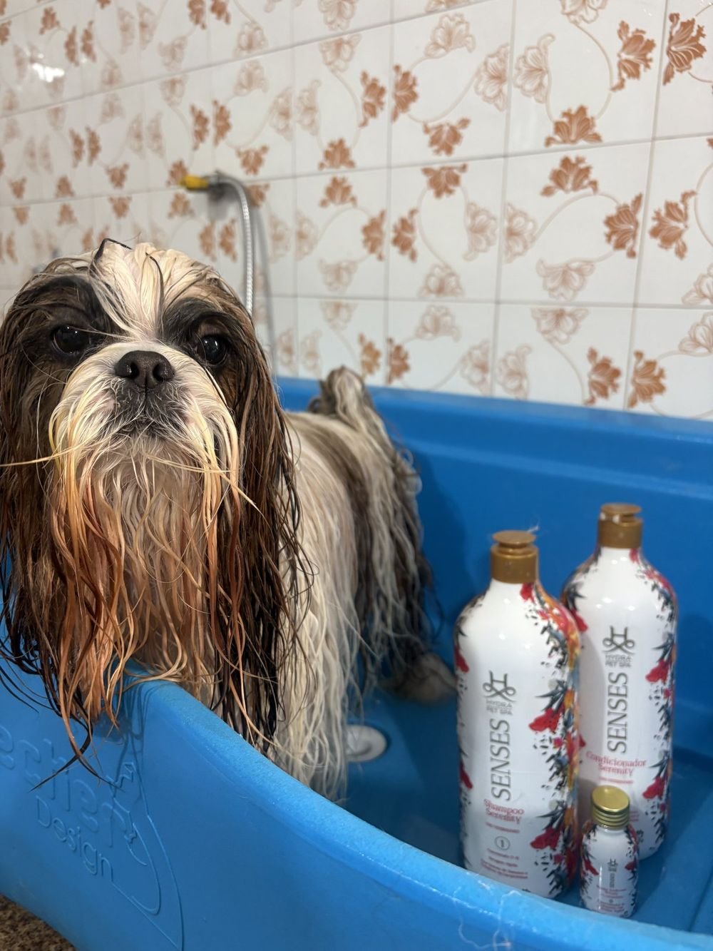 Cão tomando banho na banheira da Thor Pet Spa