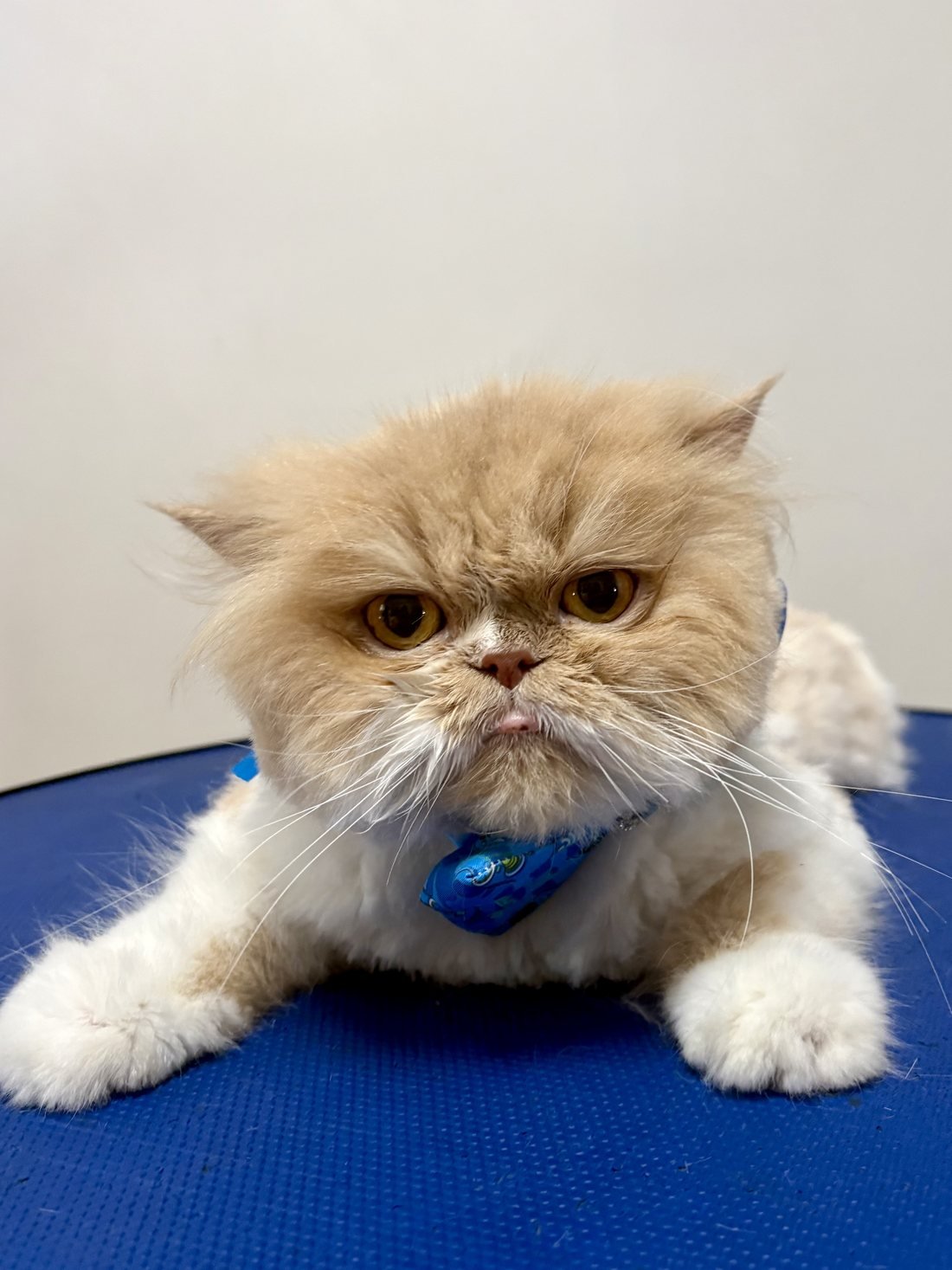 Gato tranquilo durante o atendimento