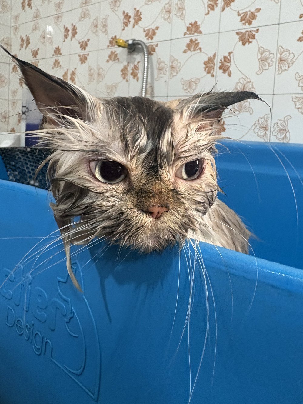 Gato de pelo longo durante o banho