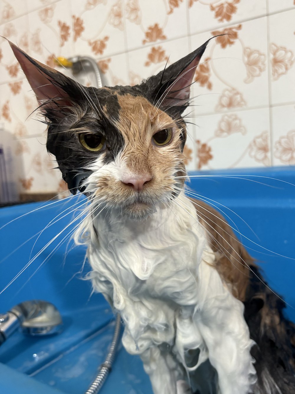 Gato tricolor ensaboado no banho